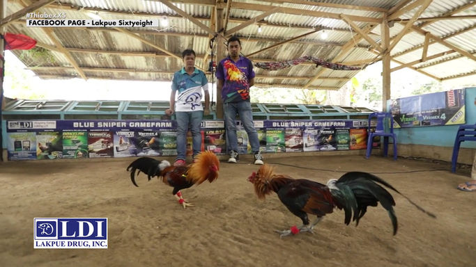 Romeo Mari ng Blue Sniper Gamefarm Magbabahagi ng kanyang Sistema sa Conditioning na Pinatatag ng Lakpue Drug Inc. sa Powered by LDI June 28, 2025